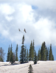 Territorial Red-tailed Hawks